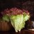 【顺丰】新鲜红叶生菜 罗莎红生菜 紫叶红生菜 沙拉食材 罗莎红 250g(250g)第5张高清大图