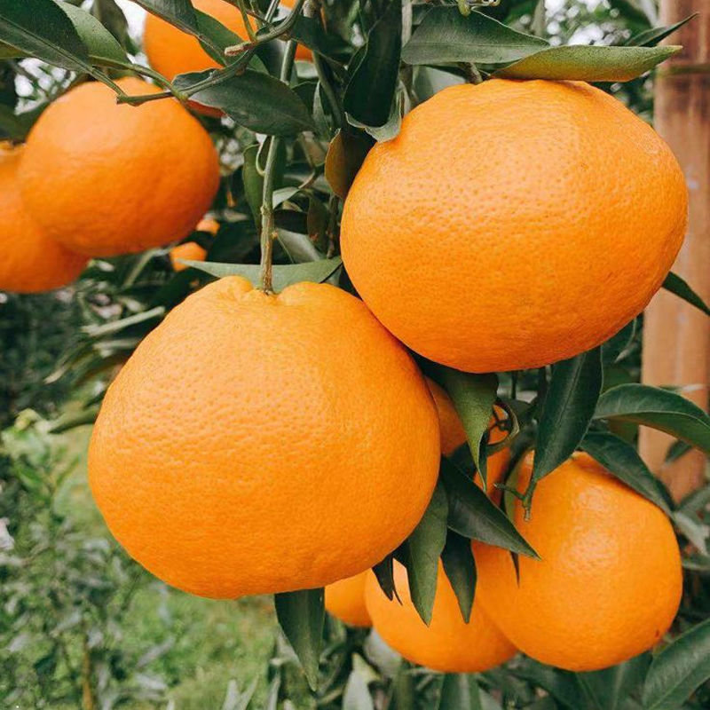 爆甜四川耙耙柑春见柑橘橘子5斤装香甜可口细嫩化渣皮薄多汁