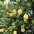 安岳天然小黄柠檬3斤1500g新鲜水果原产地直发第5张高清大图