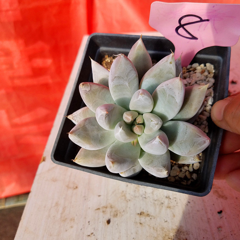 杜裡萬多肉植物進口花卉盆栽綠植防輻射提神多大棚直銷一物一圖