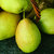 红香酥梨新鲜5斤装当季水果梨孕妇水果脆甜多汁应当季雪梨新鲜梨(自定义)第5张高清大图