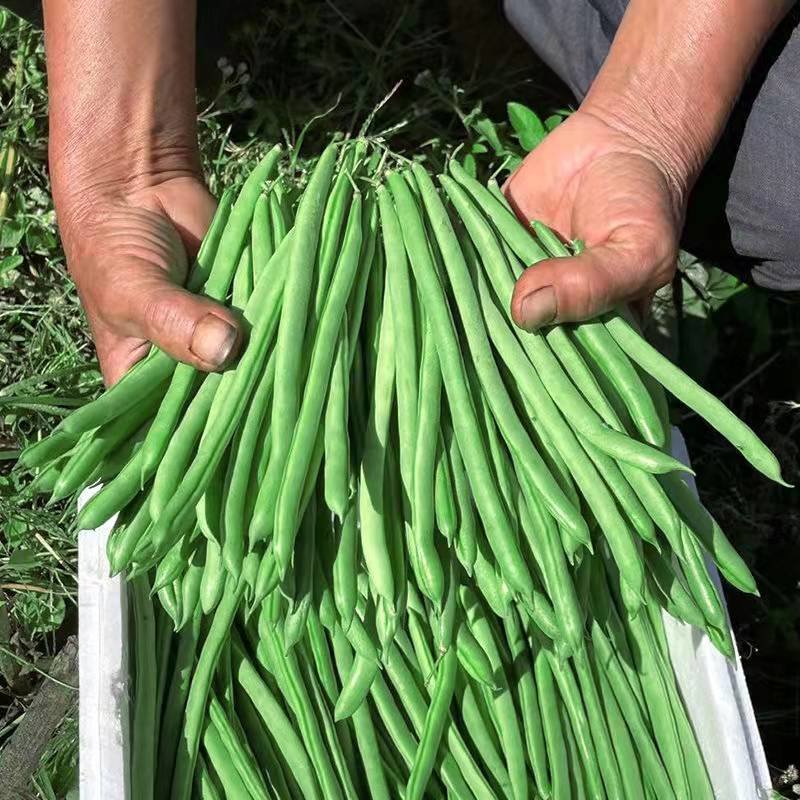 特惠新鲜四季豆无筋豆整箱无丝豆角新鲜蔬菜2359斤3尝鲜装