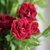 【鲜花猫】多头玫瑰鲜花速递昆明产地直发(紫罗兰多头玫瑰 8-10支)第2张高清大图