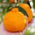 丑橘不知火 当季新鲜水果 柑橘 现摘现发(净重约9斤装)第4张高清大图