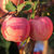 山西红富士苹果水果当季新鲜一整箱脆甜多汁(3斤装70-75mm)第6张高清大图