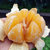 爱媛38果冻橙爱媛橙子(2.5kg大果8-12粒)第4张高清大图