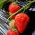 红颜草莓奶油草莓 新鲜现摘 大凉山露天草莓 新鲜水果(净重约五斤（大果）)第4张高清大图