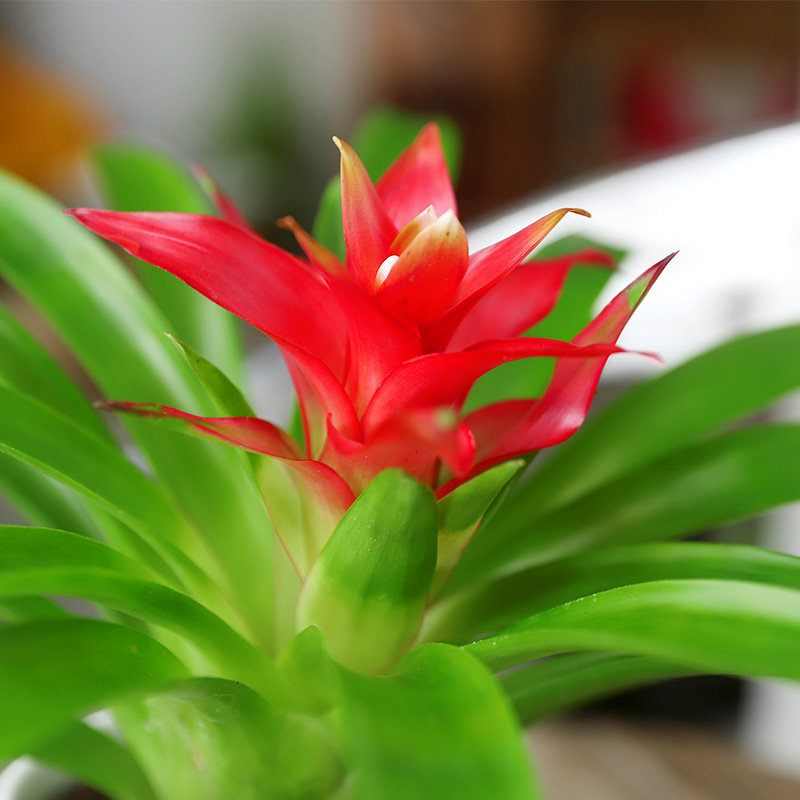 花岛小白陶瓷花盆鸿运当头绿植盆栽居家办公桌面百搭绿植鸿运当头