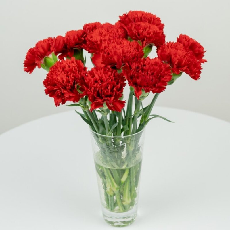 鲜花猫康乃馨富贵竹鲜花批发家庭插花昆明产地直发红色康乃馨1620支按