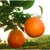 脐橙 金堂脐橙 新鲜橙子 应季水果(2斤)第5张高清大图
