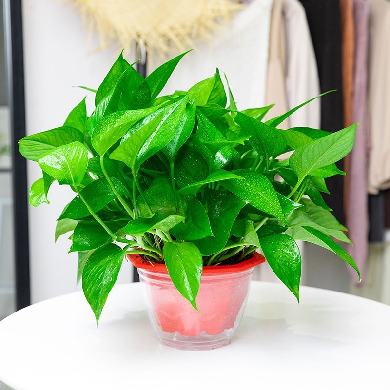 植物长藤包邮绿萝盆栽130株大坌红盆短藤绿萝1盆送吸水盆肥带盆栽好