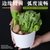 密胺火锅店餐具塑料自助蘸料调料碗餐厅商用仿瓷斜口蔬菜桶(XYM417-7.5)第2张高清大图