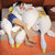 大白鹅公仔毛绒玩具鸭子布娃娃玩偶睡觉女生床上长条抱枕生日礼物(60厘米（柔软舒适 品质保证） 大白鹅-圆眼)第2张高清大图