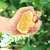 四川安岳柠檬新鲜水果包邮青柠皮薄一级精选汁多大香水黄柠檬(70-100g 5斤)第5张高清大图